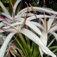 Crinum asiaticum L.